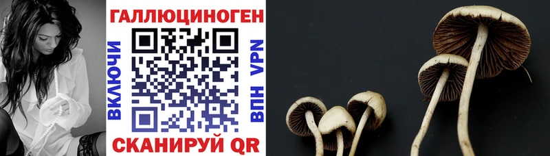 как найти   Ржев  Галлюциногенные грибы Cubensis 